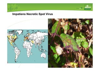 Impatiens Necrotic Spot Virus 
 
