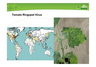 Tomato Ringspot Virus 
 