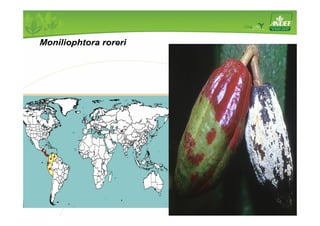 Moniliophtora roreri 
 