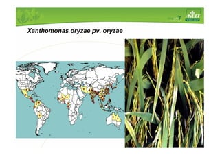 Xanthomonas oryzae pv. oryzae 
 