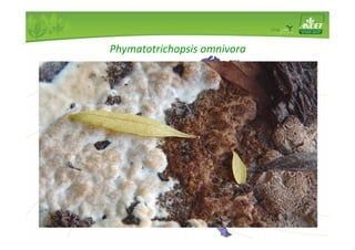 Phymatotrichopsis omnivora 
Fungo 
Polífago (> 100 espécies) 
 