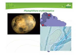 Fungo 
Phytophthora erythroseptica 
Aspargo, tomate, Brassica spp., Astragalus 
membranaceus, Calandrina x herbeohybrida, 
Cymbidium sp., Pisum sp. Polygonum oberti, Pueraria 
lobata, Rubus idaeus, Saccharum officinarum, 
Senecio cruentus, Solanum sp., Solanum tuberosum, 
Spinacia oleracea, Trifolium vesiculorij, Tulipa sp., 
Zantedeschia aethiopica, Zantedeschia rehmannii, 
Zizania palustris, Atropa belladona 
 