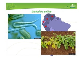 Nematóide 
Batata, tomate 
Globodera pallida 
 