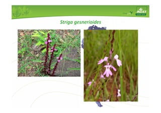 Planta infestante ou parasita 
Vigna spp., Lablab purpureus 
Striga gesnerioides 
 
