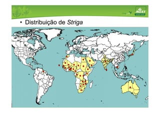 • Distribuição de Striga 
 