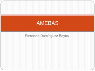 AMEBAS
Fernando Domínguez Reyes

 