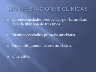 MANIFESTACIONES CLÍNICASLas enfermedades producidas por las amebas de vida libre son de tres tiposMeningoencefalitis primaria amebiana.Encefalitis granulomatosa amebiana. Queratitis.