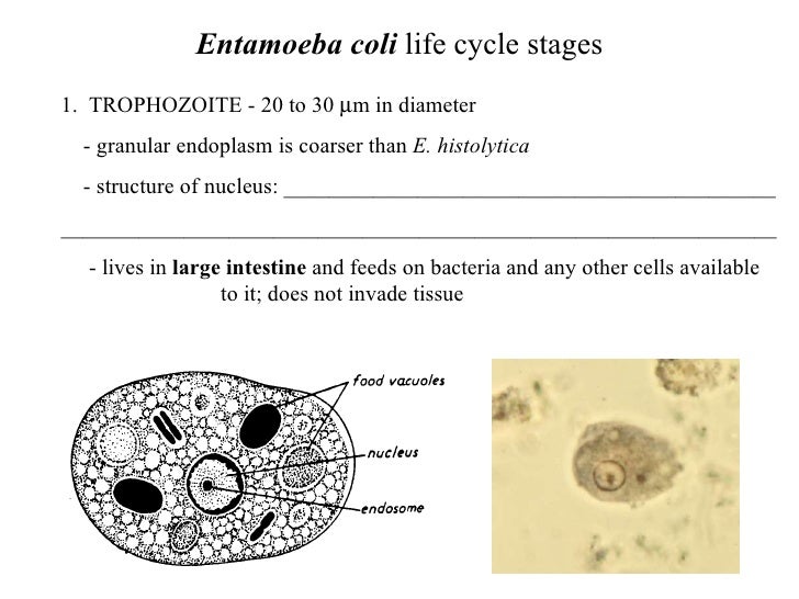 Entamoeba coli в кале что это. Entamoeba coli в кале что это. Entamoeba coli в кале что это. Entamoeba histolytica вегетативная форма. Entamoeba coli жизненный цикл.