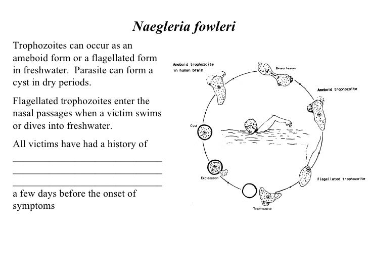 PPT Naegleria fowleri & Acanthamoeba PowerPoint
