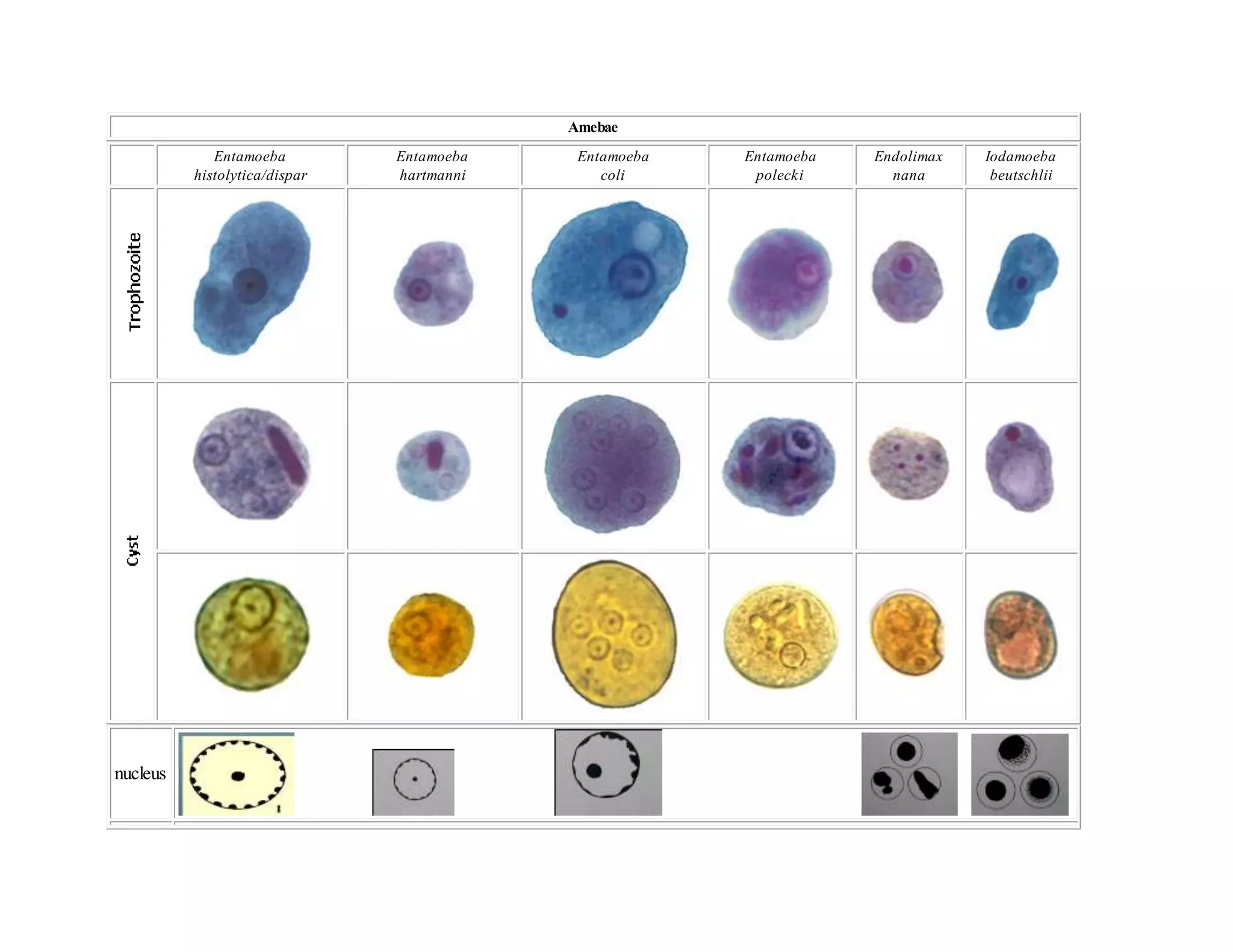Amebae
Entamoeba
histolytica/dispar
Entamoeba
hartmanni
Entamoeba
coli
Entamoeba
polecki
Endolimax
nana
Iodamoeba
beutschlii
nucleus
 