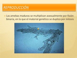 REPRODUCCIÓN

 Las
    amebas maduras se multiplican asexualmente por fisión
 binaria, en la que el material genético se duplica por mitosis
 