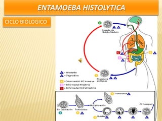ENTAMOEBA HISTOLYTICA
CICLO BIOLOGICO
 