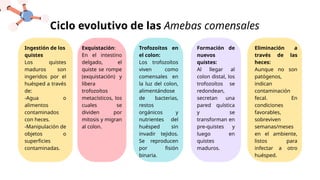Ingestión de los
quistes
Los quistes
maduros son
ingeridos por el
huésped a través
de:
-Agua o
alimentos
contaminados
con heces.
-Manipulación de
objetos o
superficies
contaminadas.
Exquistación:
En el intestino
delgado, el
quiste se rompe
(exquistación) y
libera
trofozoítos
metacísticos, los
cuales se
dividen por
mitosis y migran
al colon.
Trofozoítos en
el colon:
Los trofozoítos
viven como
comensales en
la luz del colon,
alimentándose
de bacterias,
restos
orgánicos y
nutrientes del
huésped sin
invadir tejidos.
Se reproducen
por fisión
binaria.
Formación de
nuevos
quistes:
Al llegar al
colon distal, los
trofozoítos se
redondean,
secretan una
pared quística
y se
transforman en
pre-quistes y
luego en
quistes
maduros.
Eliminación a
través de las
heces:
Aunque no son
patógenos,
indican
contaminación
fecal. En
condiciones
favorables,
sobreviven
semanas/meses
en el ambiente,
listos para
infectar a otro
huésped.
Ciclo evolutivo de las Amebas comensales
 