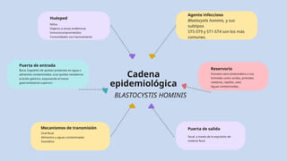 Huésped
Puerta de salida
Boca: Ingestión de quistes presentes en agua o
alimentos contaminados. (Los quistes resistencia
al ácido gástrico, esquivando el tracto
gastrointestinal superior)
Humano sano (sintomático o no)
Animales como cerdos, primates,
roedores, reptiles, aves
Aguas contaminadas,
Reservorio
Agente infeccioso
Blastocystis hominis, y sus
subtipos
ST5-ST9 y ST1-ST4 son los más
comunes.
Niños
Viajeros a zonas endémicas
Inmunocomprometidos
Comunidades con hacinamiento
Puerta de entrada
Mecanismos de transmisión
Oral-fecal
Alimentos y aguas contaminadas
Zoonótica
Fecal, a través de la expulsión de
materia fecal
Cadena
epidemiológica
BLASTOCYSTIS HOMINIS
 