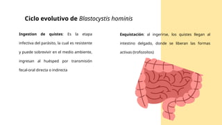 Exquistación: al ingerirse, los quistes llegan al
intestino delgado, donde se liberan las formas
activas (trofozoítos)
Ciclo evolutivo de Blastocystis hominis
Ingestion de quistes: Es la etapa
infectiva del parásito, la cual es resistente
y puede sobrevivir en el medio ambiente,
ingresan al huésped por transmisión
fecal-oral directa o indirecta
 