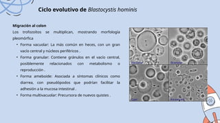 Migración al colon
Los trofozoítos se multiplican, mostrando morfología
pleomórfica
• Forma vacuolar: La más común en heces, con un gran
vacío central y núcleos periféricos .
• Forma granular: Contiene gránulos en el vacío central,
posiblemente relacionados con metabolismo o
reproducción .
• Forma ameboide: Asociada a síntomas clínicos como
diarrea, con pseudópodos que podrían facilitar la
adhesión a la mucosa intestinal .
• Forma multivacuolar: Precursora de nuevos quistes .
Ciclo evolutivo de Blastocystis hominis
 