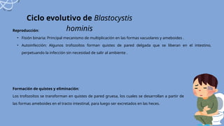 Reproducción:
• Fisión binaria: Principal mecanismo de multiplicación en las formas vacuolares y ameboides .
• Autoinfección: Algunos trofozoítos forman quistes de pared delgada que se liberan en el intestino,
perpetuando la infección sin necesidad de salir al ambiente .
Formación de quistes y eliminación:
Los trofozoítos se transforman en quistes de pared gruesa, los cuales se desarrollan a partir de
las formas ameboides en el tracto intestinal, para luego ser excretados en las heces.
Ciclo evolutivo de Blastocystis
hominis
 