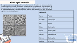 Taxonomía
Reino: Protista
Superfilo: Heterokonta
Filo: Bigyra
Clase: Blastocystea
Orden: Blastocystida
Familia: Blastocystidae
Género: Blastocystis
Especie: B. hominis
Blastocytis hominis
Es un protozoo anaerobio que parasita con mucha frecuencia el intestino del hombre y animales.
fue descubierto en 1911 y se le considero una levadura, al año siguiente se le dio el nombre de
blastocystis hominis con el mismo concepto de levadura intestinal inocua. en la década de los 70
se hicieron estudios que lo reclasificaron como protozoo. aún existe la duda de si actúa como
organismo comensal o patógeno.
 