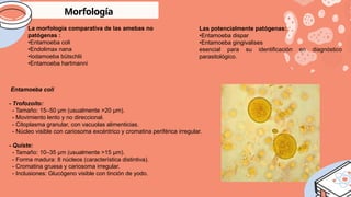 La morfología comparativa de las amebas no
patógenas :
•Entamoeba coli
•Endolimax nana
•Iodamoeba bütschlii
•Entamoeba hartmanni
Las potencialmente patógenas:
•Entamoeba dispar
•Entamoeba gingivalises
esencial para su identificación en diagnóstico
parasitológico.
Morfología
Entamoeba coli
- Trofozoíto:
- Tamaño: 15–50 µm (usualmente >20 µm).
- Movimiento lento y no direccional.
- Citoplasma granular, con vacuolas alimenticias.
- Núcleo visible con cariosoma excéntrico y cromatina periférica irregular.
- Quiste:
- Tamaño: 10–35 µm (usualmente >15 µm).
- Forma madura: 8 núcleos (característica distintiva).
- Cromatina gruesa y cariosoma irregular.
- Inclusiones: Glucógeno visible con tinción de yodo.
 