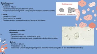Endolimax nana:
- Trofozoíto:
- Tamaño: 6–12 µm.
- Movimiento lento con pseudópodos romos.
- Núcleo con cariosoma grande e irregular (sin cromatina periférica visible).
- Quiste:
- Tamaño: 5–10 µm.
- Forma madura: 4 núcleos.
- Citoplasma claro, ocasionalmente con barras de glucógeno.
Iodamoeba bütschlii:
- Trofozoíto:
- Tamaño: 8–20 µm.
- Pseudópodos anchos y movimiento lento.
- Núcleo con cariosoma grande rodeado de gránulos de cromatina.
- Quiste:
- Tamaño: 5–20 µm.
- 1 núcleo(rara vez 2).
- Inclusiones: Granulo de glucógeno grande (mancha marrón con yodo, de ahí el nombre lodamoeba).
 