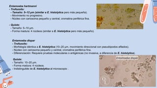 Entamoeba hartmanni
- Trofozoíto:
- Tamaño: 5–12 µm (similar a E. histolytica pero más pequeña).
- Movimiento no progresivo.
- Núcleo con cariosoma pequeño y central, cromatina periférica fina.
- Quiste:
- Tamaño: 5–10 µm.
- Forma madura: 4 núcleos (similar a E. histolytica pero más pequeño).
Entamoeba dispar
- Trofozoíto:
- Morfología idéntica a E. histolytica (10–20 µm, movimiento direccional con pseudópodos afilados).
- Núcleo con cariosoma pequeño y central, cromatina periférica fina.
- Diferenciación: Requiere pruebas moleculares o antigénicas (no invasiva, a diferencia de E. histolytica).
Quiste:
- Tamaño: 10–20 µm.
- Forma madura: 4 núcleos.
- Indistinguible de E. histolytica al microscopio .
 