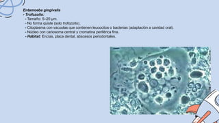 Entamoeba gingivalis
- Trofozoíto:
- Tamaño: 5–20 µm.
- No forma quiste (solo trofozoíto).
- Citoplasma con vacuolas que contienen leucocitos o bacterias (adaptación a cavidad oral).
- Núcleo con cariosoma central y cromatina periférica fina.
- Hábitat: Encías, placa dental, abscesos periodontales.
 
