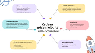 Huésped
Puerta de salida
Boca: Ingestión de quistes presentes en agua o
alimentos contaminados. (Los quistes resistencia
al ácido gástrico, esquivando el tracto
gastrointestinal superior)
Tracto gastrointestinal: intestino
delgado y grueso (microbiota
intestinal), boca.
Reservorio
Agente infeccioso
Personas con higiene deficiente
Viajeros a zonas endémicas
Inmunocomprometidos
Comunidades con hacinamiento
Entamoeba coli, Endolimax nana, Iodamoeba
bütschlii, Entamoeba hartmanni, Entamoeba
dispar y Entamoeba gingivalis
Puerta de entrada
Mecanismos de transmisión
Oral-fecal
Contacto directo
Transmisión indirecta
Transmisión sexual (oral-anal)
Fecal, a través de la expulsión de
materia fecal
Cadena
epidemiológica
AMEBAS COMENSALES
 