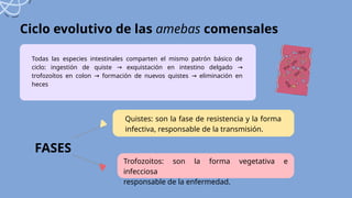 Ciclo evolutivo de las amebas comensales
Todas las especies intestinales comparten el mismo patrón básico de
ciclo: ingestión de quiste exquistación en intestino delgado
→ →
trofozoítos en colon formación de nuevos quistes eliminación en
→ →
heces
Quistes: son la fase de resistencia y la forma
infectiva, responsable de la transmisión.
Trofozoitos: son la forma vegetativa e
infecciosa
responsable de la enfermedad.
FASES
 