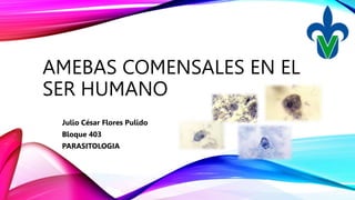 AMEBAS COMENSALES EN EL
SER HUMANO
Julio César Flores Pulido
Bloque 403
PARASITOLOGIA
 