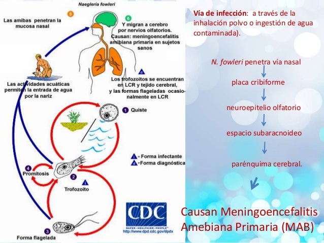 Amebas comensales y amebas de vida libre entamoeba
