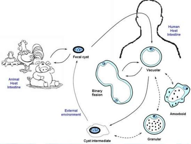 cadena epidemiologica poliomelitis amebas comensales y amebas de vida libre entamoeba cadena epidemiologica poliomelitis amebas comensales y amebas de vida libre entamoeba