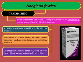 TRATAMIENTO
Único tratamiento útil contra la Naegleria fowleri es la anfotercina B,
cuando se administra la inicio de la infección.
No existe tratamiento especifico en la infección
avanzada.
Anfotercina B ha sido efectiva en unos cuantos
pacientes , usada en altas dosis por vía sistémica e
intratecal.
Las drogas antiamebicas conocidas, como emetina,
metronidazol, y otras, no tienen efecto benéfico.
 