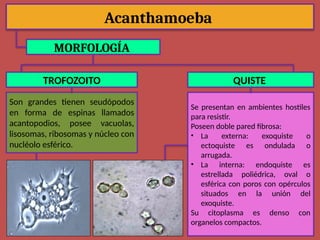 Acanthamoeba
MORFOLOGÍA
TROFOZOITO QUISTE
Son grandes tienen seudópodos
en forma de espinas llamados
acantopodios, posee vacuolas,
lisosomas, ribosomas y núcleo con
nucléolo esférico.
Se presentan en ambientes hostiles
para resistir.
Poseen doble pared fibrosa:
• La externa: exoquiste o
ectoquiste es ondulada o
arrugada.
• La interna: endoquiste es
estrellada poliédrica, oval o
esférica con poros con opérculos
situados en la unión del
exoquiste.
Su citoplasma es denso con
organelos compactos.
 