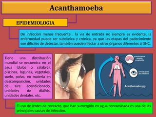 EPIDEMIOLOGIA
De infección menos frecuente , la vía de entrada no siempre es evidente, la
enfermedad puede ser subclínica y crónica, ya que las etapas del padecimiento
son difíciles de detectar, también puede infectar a otros órganos diferentes al SNC.
Tiene una distribución
mundial se encuentra en el
agua (dulce o salabre),
piscinas, lagunas, vegetales,
suelo, polvo, en materia en
descomposición, unidades
de aire acondicionado,
unidades de diálisis,
unidades dentales, etc.
El uso de lentes de contacto, que han sumergido en agua contaminada es una de las
principales causas de infección.
 