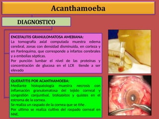 DIAGNOSTICO
ENCEFALITIS GRANULOMATOSA AMEBIANA:
La tomografía axial computada muestra edema
cerebral, zonas con densidad disminuida, en corteza y
en Parénquima, que corresponde a infartos cerebrales
y a embolias sépticas.
Por punción lumbar el nivel de las proteínas y
concentración de glucosa en el LCR tiende a ser
elevado
QUERATITIS POR ACANTHAMOEBA:
Mediante histopatología muestra necrosis con
inflamación granulomatosa del tejido corneal y
congestión conjuntival, trofozoitos y quistes en el
estroma de la cornea.
Se realiza un raspado de la cornea que se tiñe .
Por ultimo se realiza cultivo del raspado corneal en
NNE.
 