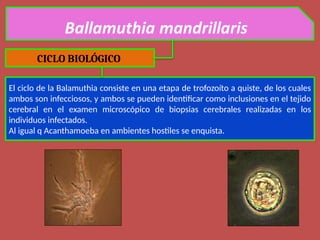 CICLO BIOLÓGICO
El ciclo de la Balamuthia consiste en una etapa de trofozoíto a quiste, de los cuales
ambos son infecciosos, y ambos se pueden identificar como inclusiones en el tejido
cerebral en el examen microscópico de biopsias cerebrales realizadas en los
individuos infectados.
Al igual q Acanthamoeba en ambientes hostiles se enquista.
 
