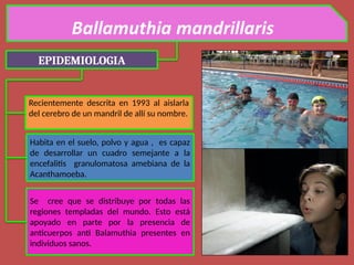 EPIDEMIOLOGIA
Recientemente descrita en 1993 al aislarla
del cerebro de un mandril de allí su nombre.
Habita en el suelo, polvo y agua , es capaz
de desarrollar un cuadro semejante a la
encefalitis granulomatosa amebiana de la
Acanthamoeba.
Se cree que se distribuye por todas las
regiones templadas del mundo. Esto está
apoyado en parte por la presencia de
anticuerpos anti Balamuthia presentes en
individuos sanos.
 