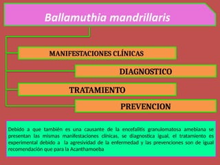 MANIFESTACIONES CLÍNICAS
DIAGNOSTICO
TRATAMIENTO
PREVENCION
Debido a que también es una causante de la encefalitis granulomatosa amebiana se
presentan las mismas manifestaciones clínicas, se diagnostica igual, el tratamiento es
experimental debido a la agresividad de la enfermedad y las prevenciones son de igual
recomendación que para la Acanthamoeba
 