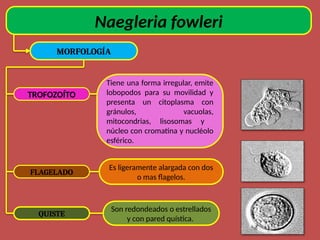 Naegleria fowleri
MORFOLOGÍA
TROFOZOÍTO
FLAGELADO
QUISTE
Tiene una forma irregular, emite
lobopodos para su movilidad y
presenta un citoplasma con
gránulos, vacuolas,
mitocondrias, lisosomas y
núcleo con cromatina y nucléolo
esférico.
Es ligeramente alargada con dos
o mas flagelos.
Son redondeados o estrellados
y con pared quística.
 