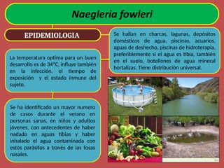 EPIDEMIOLOGIA Se hallan en charcas, lagunas, depósitos
domésticos de agua, piscinas, acuarios,
aguas de deshecho, piscinas de hidroterapia,
preferiblemente si el agua es tibia, también
en el suelo, botellones de agua mineral
hortalizas. Tiene distribución universal.
La temperatura optima para un buen
desarrollo es de 34ºC, influye también
en la infección, el tiempo de
exposición y el estado inmune del
sujeto.
Se ha identificado un mayor numero
de casos durante el verano en
personas sanas, en niños y adultos
jóvenes, con antecedentes de haber
nadado en aguas tibias y haber
inhalado el agua contaminada con
estos parásitos a través de las fosas
nasales.
 