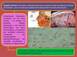 Produciendo inflamación
transitoria de las fosas
nasales , el cerebro se
presenta blando,
edematoso y con necrosis
hemorrágica, con focos
hemorrágicos y recubiertas
por exudados purulento,
compuesto por
mononucleares y
polimorfomucleares, hay
vasculitis necrotizante y
trombosis en algunas áreas
Naegleria fowleri internaliza y degrada anticuerpos, después evade las defensas inmunes
del huésped., pero se destruyen rápidamente después de la muerte del huésped.
La infección es rápida y letal puede causar la muerte entre las 24 y 96
horas siguientes a su iniciación.
 