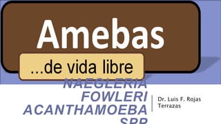 NAEGLERIA
FOWLERI
ACANTHAMOEBA
Dr. Luis F. Rojas
Terrazas
 