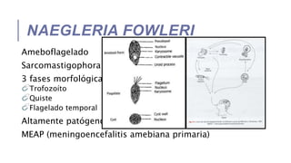 NAEGLERIA FOWLERI
Ameboflagelado
Sarcomastigophora
3 fases morfológicas
Trofozoíto
Quiste
Flagelado temporal
Altamente patógeno
MEAP (meningoencefalitis amebiana primaria)