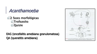 Acanthamoeba
2 fases morfológicas
Trofozoíto
Quiste
EAG (encefalitis amebiana granulomatosa)
QA (queratitis amebiana)