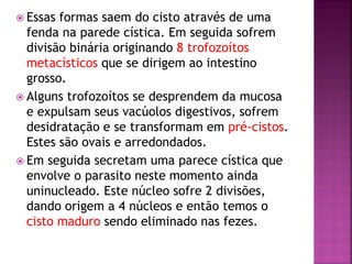  Essas formas saem do cisto através de uma
  fenda na parede cística. Em seguida sofrem
  divisão binária originando 8 trofozoítos
  metacísticos que se dirigem ao intestino
  grosso.
 Alguns trofozoítos se desprendem da mucosa
  e expulsam seus vacúolos digestivos, sofrem
  desidratação e se transformam em pré-cistos.
  Estes são ovais e arredondados.
 Em seguida secretam uma parece cística que
  envolve o parasito neste momento ainda
  uninucleado. Este núcleo sofre 2 divisões,
  dando origem a 4 núcleos e então temos o
  cisto maduro sendo eliminado nas fezes.
 