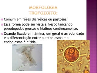  Comum    em fezes diarréicas ou pastosas.
 Essa forma pode ser vista a fresco lançando
  pseudópodos grossos e hialinos continuamente.
 Quando fixado em lâmina, em geral é arredondado
  e a diferenciação entre o ectoplasma e o
  endoplasma é nítida.
 