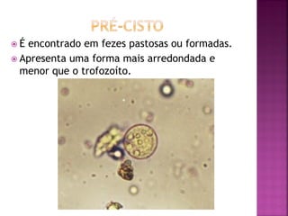 É encontrado em fezes pastosas ou formadas.
 Apresenta uma forma mais arredondada e
  menor que o trofozoíto.
 