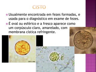  Usualmente   encontrada em fezes formadas, e
  usada para o diagnóstico em exame de fezes.
 É oval ou esférico e a fresco aparece como
  um corpúsculo claro, amarelado, com
  membrana cística refringente.
 