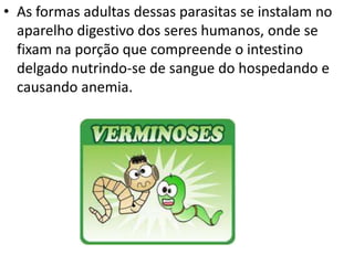 • As formas adultas dessas parasitas se instalam no
  aparelho digestivo dos seres humanos, onde se
  fixam na porção que compreende o intestino
  delgado nutrindo-se de sangue do hospedando e
  causando anemia.
 