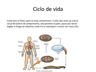 Ciclo de vida
Junto com as fezes saem os ovos contaminam o solo, dos ovos sai a larva
cerca de 0,6mm de comprimento, esta penetra na pele ,passa por vários
órgãos e chega ao intestino, onde irá se reproduzir e iniciar um novo ciclo.
 